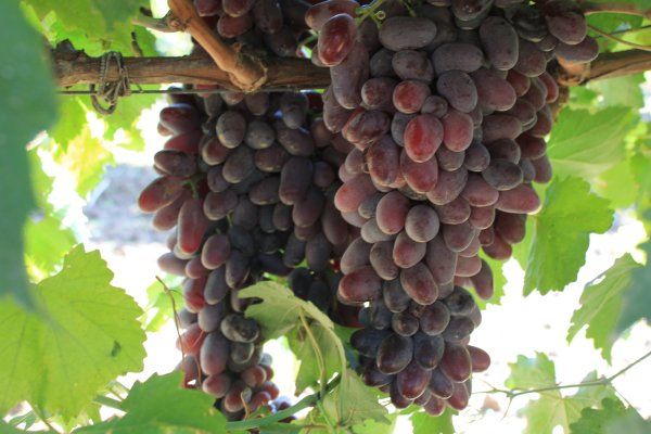 Ссылка для входа на сайт kraken