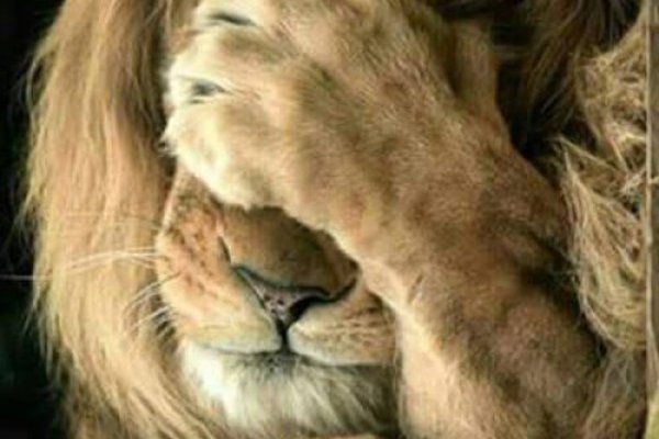 Купон кракен даркнет